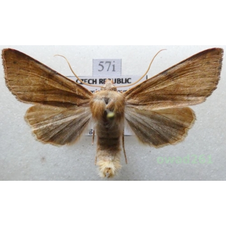 Agrochola helvola (Linnaeus, 1758) Czech57i